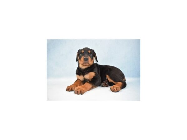 Rottweiler DOG Female Black and Rust 10665 Petland Henderson, Nevada