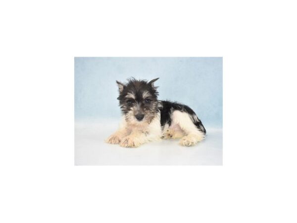 Miniature Schnauzer DOG Female Black and Silver 10663 Petland Henderson, Nevada