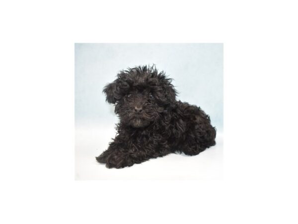 Schnoodle DOG Male Black 10672 Petland Henderson, Nevada