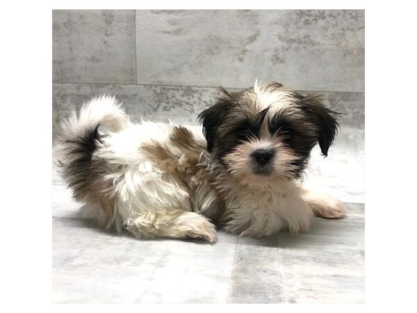 Shih Tzu DOG Male Red / White 10677 Petland Henderson, Nevada