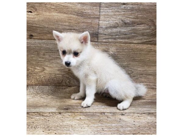 Alaskan Klee Kai DOG Male Agouti / White 10679 Petland Henderson, Nevada