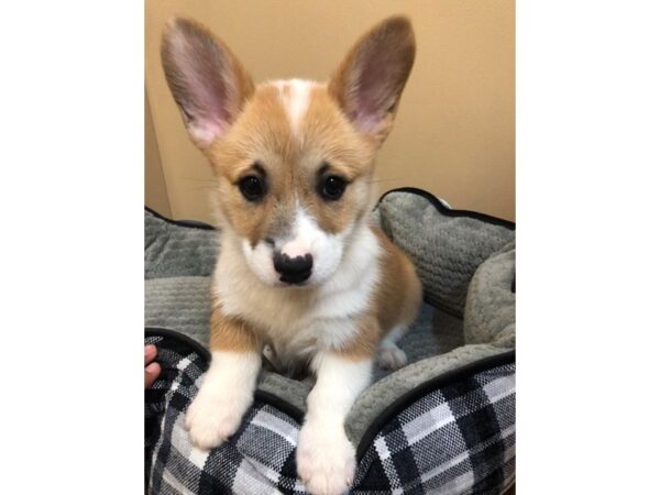 Pembroke Welsh Corgi DOG Female Sable 10673 Petland Henderson, Nevada