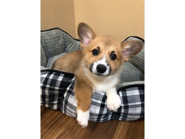 Pembroke Welsh Corgi DOG Male Sable 10674 Petland Henderson, Nevada