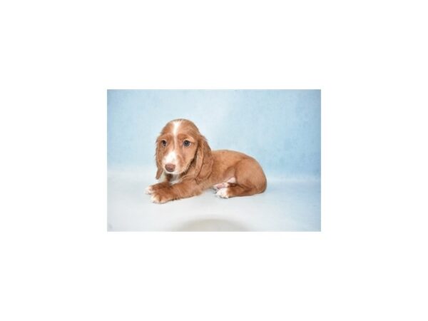 Dachshund DOG Male Red 10688 Petland Henderson, Nevada