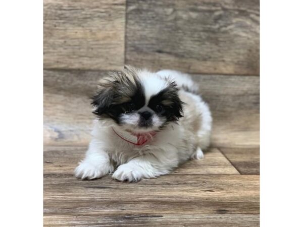 Pekingese DOG Female Fawn Sable 10721 Petland Henderson, Nevada