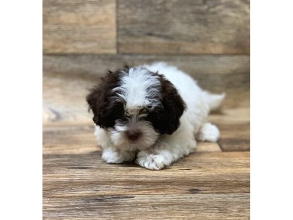 ShizaPoo-DOG-Male-Chocolate-10686-Petland Henderson, Nevada