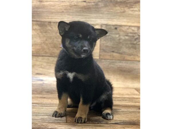 Shiba Inu DOG Female Black / Tan 10684 Petland Henderson, Nevada