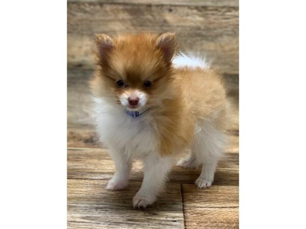 Pomeranian-DOG-Female-Orange-10683-Petland Henderson, Nevada