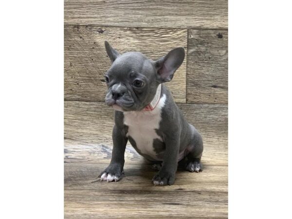 Frenchton-DOG-Male-Blue-10685-Petland Henderson, Nevada