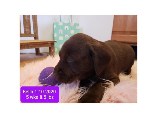 Labrador Retriever-DOG-Female-Chocolate-10681-Petland Henderson, Nevada