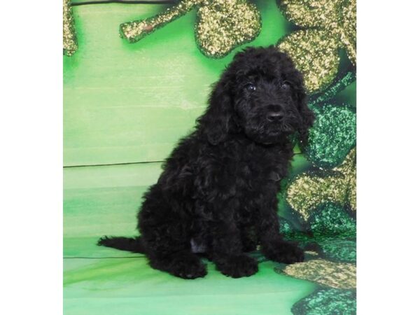 Goldendoodle DOG Female Black 10687 Petland Henderson, Nevada