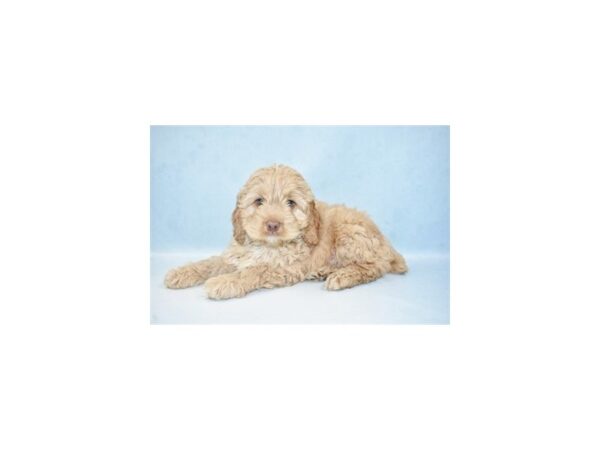 Cockapoo-DOG-Male-Golden-10694-Petland Henderson, Nevada