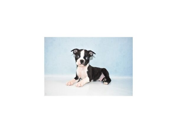 Boston Terrier DOG Male Black Brindle and White 10691 Petland Henderson, Nevada