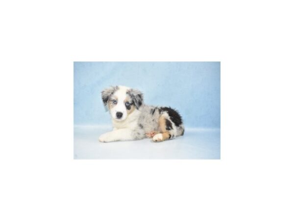 Miniature Australian Shepherd DOG Male Blue Merle White and Tan 10692 Petland Henderson, Nevada