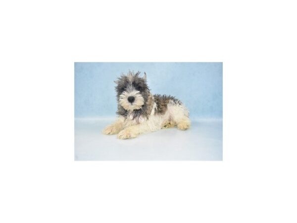 Miniature Schnauzer DOG Male Salt and Pepper 10689 Petland Henderson, Nevada