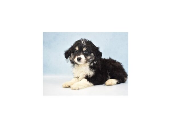 Miniature Australian Shepherd DOG Male Black White and Brown 10696 Petland Henderson, Nevada