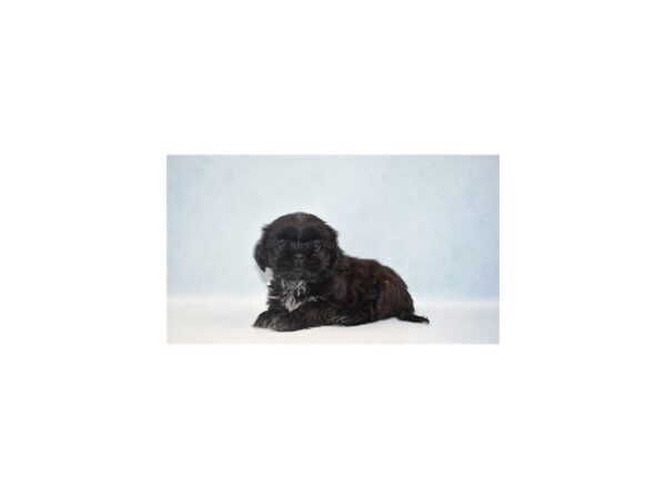 Shih Tzu DOG Female Black 10690 Petland Henderson, Nevada