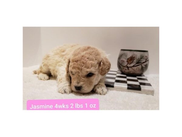 Goldendoodle Mini 2nd Gen DOG Female Cream 10702 Petland Henderson, Nevada