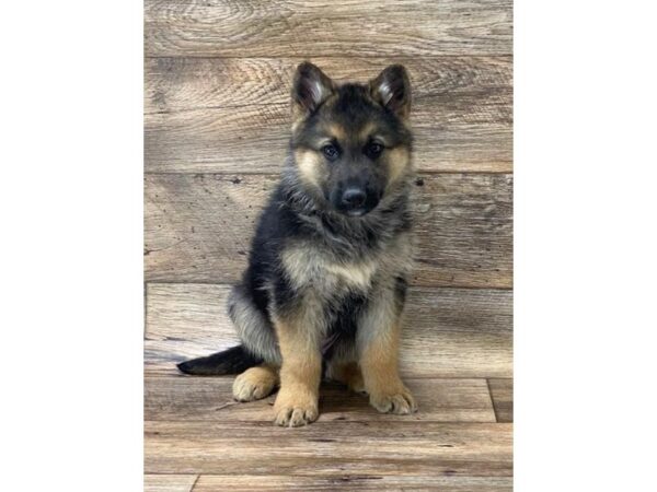 German Shepherd Dog DOG Female Black / Tan 10701 Petland Henderson, Nevada