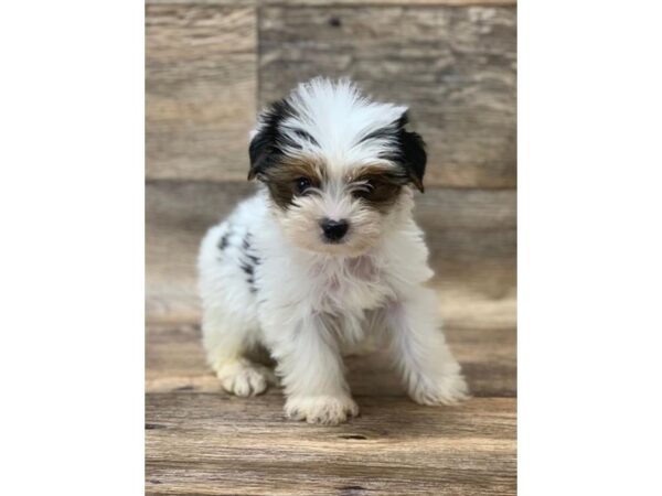 Yorkshire Terrier DOG Male Black / Tan 10699 Petland Henderson, Nevada