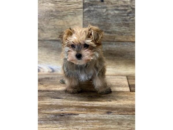 Morkie DOG Male Gold 10704 Petland Henderson, Nevada