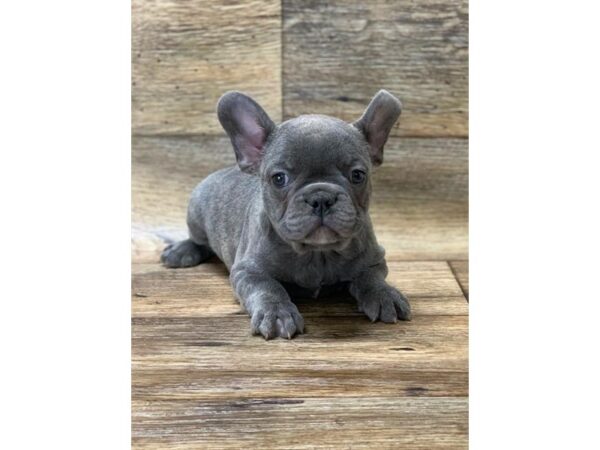 French Bulldog DOG Male Blue 10697 Petland Henderson, Nevada