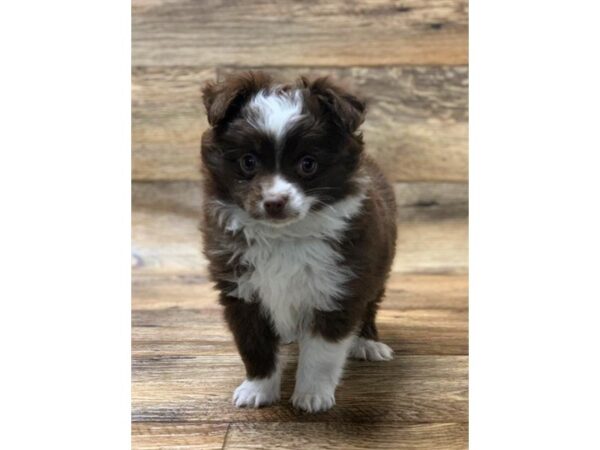 Miniature Australian Shepherd DOG Female Red / White 10700 Petland Henderson, Nevada