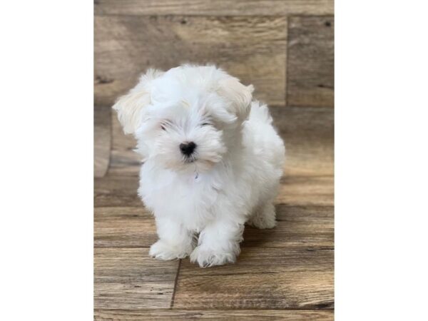 Maltese DOG Male White 10698 Petland Henderson, Nevada