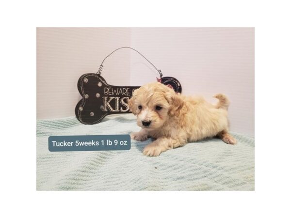 Mini Goldendoodle 3rd Generation DOG Male Cream 10705 Petland Henderson, Nevada