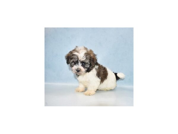 Havanese DOG Male Gold Sable 10714 Petland Henderson, Nevada