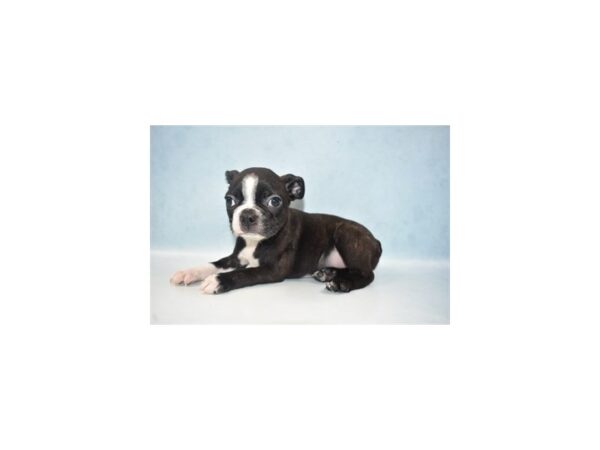 Boston Terrier DOG Male Black Brindle and White 10710 Petland Henderson, Nevada