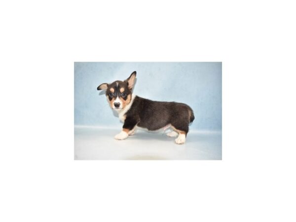 Pembroke Welsh Corgi DOG Male Black and Tan 10715 Petland Henderson, Nevada