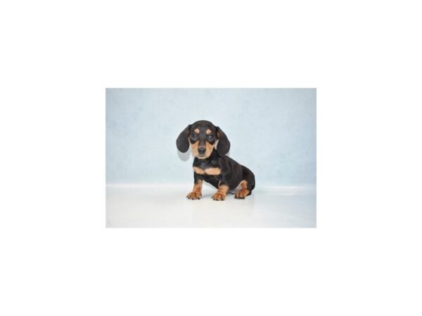 Dachshund DOG Male Black and Tan 10713 Petland Henderson, Nevada