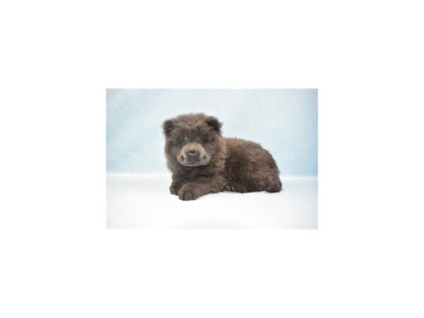 Chow Chow-DOG-Male-Blue-10712-Petland Henderson, Nevada