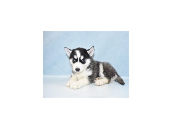 Siberian Husky DOG Male Black Grey and White 10716 Petland Henderson, Nevada