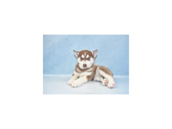 Siberian Husky DOG Female Red and White 10717 Petland Henderson, Nevada