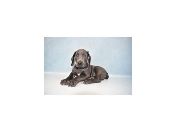 Weimaraner DOG Female Blue 10718 Petland Henderson, Nevada