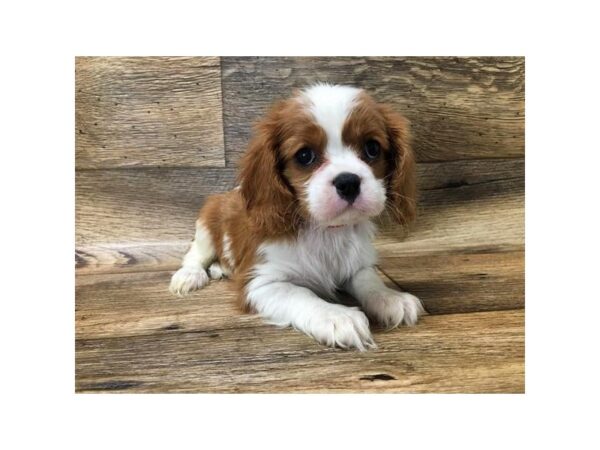 Cavalier King Charles Spaniel DOG Female Blenheim 10719 Petland Henderson, Nevada