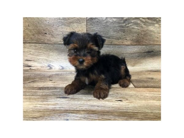 Yorkshire Terrier DOG Male Black / Tan 10722 Petland Henderson, Nevada