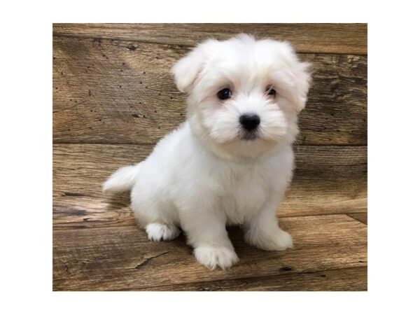 Maltese-DOG-Male-White-10720-Petland Henderson, Nevada