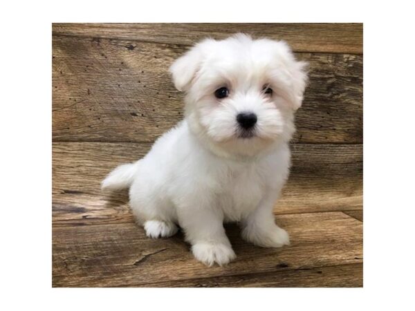 Maltese DOG Male White 10720 Petland Henderson, Nevada