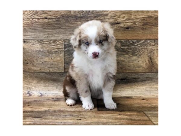 Miniature Australian Shepherd DOG Female Red Merle 10723 Petland Henderson, Nevada