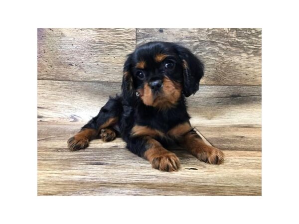 Cavalier King Charles Spaniel DOG Male Black / Tan 10726 Petland Henderson, Nevada