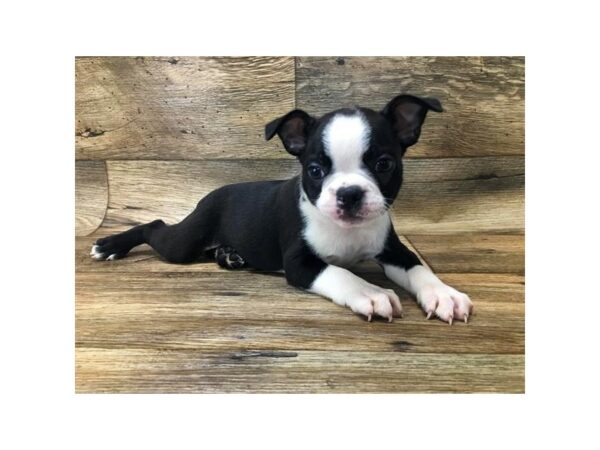 Boston Terrier DOG Male Black / White 10724 Petland Henderson, Nevada