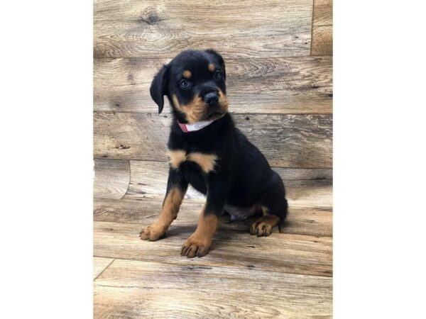 Rottweiler DOG Male Black / Mahogany 10734 Petland Henderson, Nevada