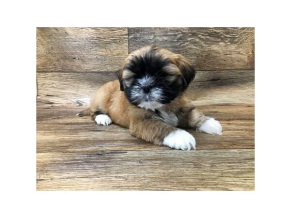 Lhasa Apso DOG Female Golden 10728 Petland Henderson, Nevada