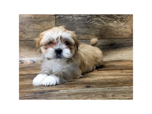 Lhasa Apso DOG Female Golden 10729 Petland Henderson, Nevada