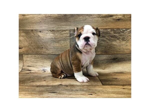 Bulldog DOG Male Red / White 10725 Petland Henderson, Nevada