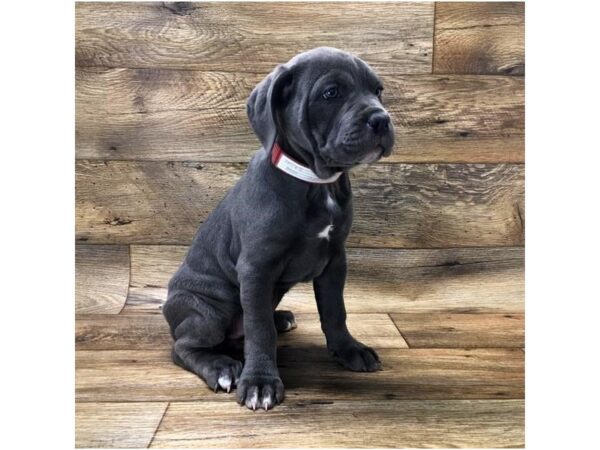 Cane Corso DOG Female Blue 10735 Petland Henderson, Nevada