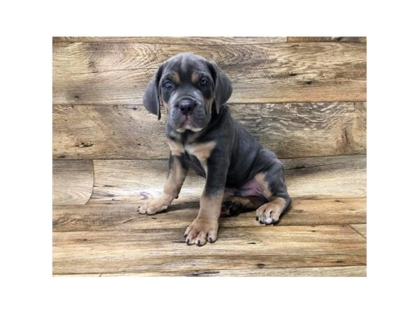 Cane Corso-DOG-Male-Blue / Tan-10736-Petland Henderson, Nevada